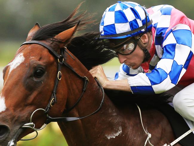 Fell Swoop ridden by Blake Shinn, wins race 1 during Rosehill midweek races. pic Mark Evans