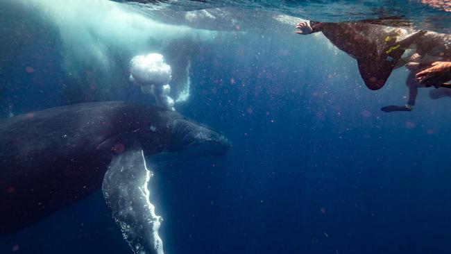 Snorkelers swim with humpback whales with Sunreef. Picture: Tourism and Events Queensland