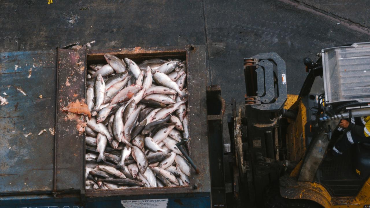Images showing dead fish at Tasmanian aquaculture facilities supplied by the Bob Brown Foundation.