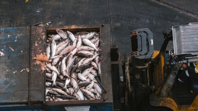 Images showing dead fish at Tasmanian aquaculture facilities supplied by the Bob Brown Foundation.