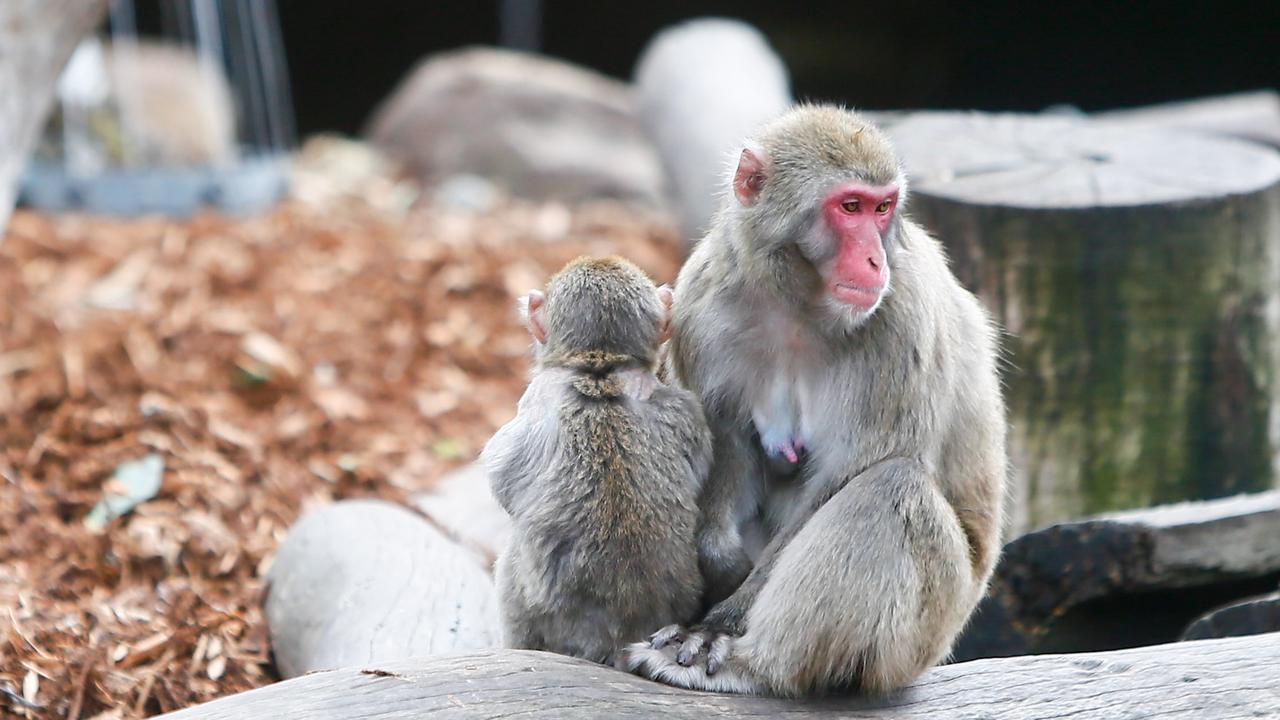 Launceston Monkey enclosure break in picture