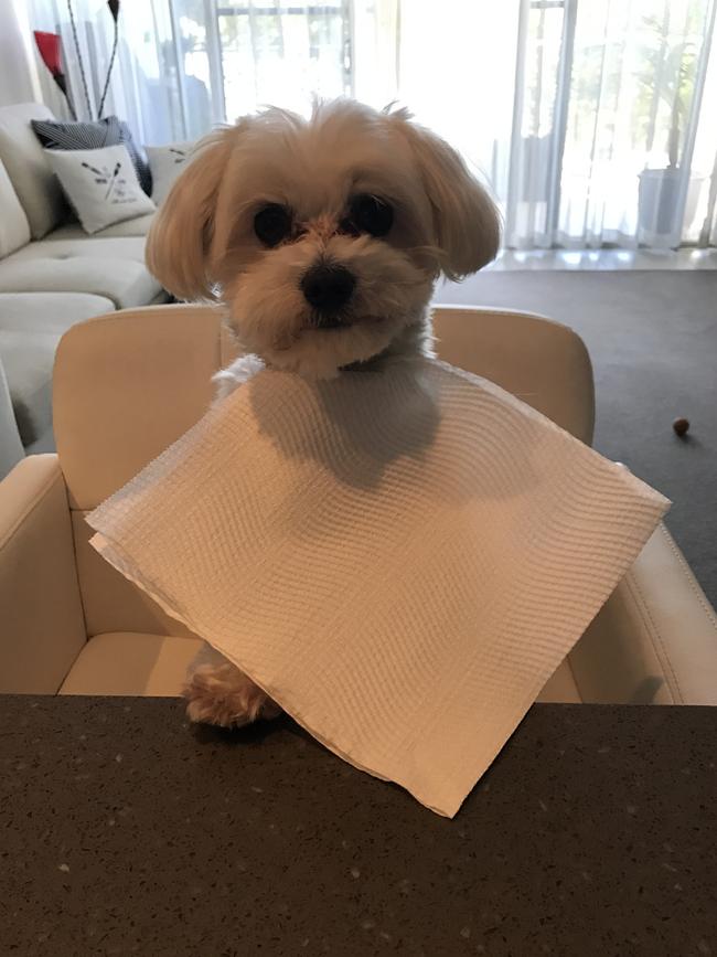NAPOLEON: Dinner is served and Napoleon brings his nicest table manners with napkin at the ready.