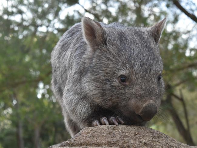 George the wombat returning to the wild | Daily Telegraph