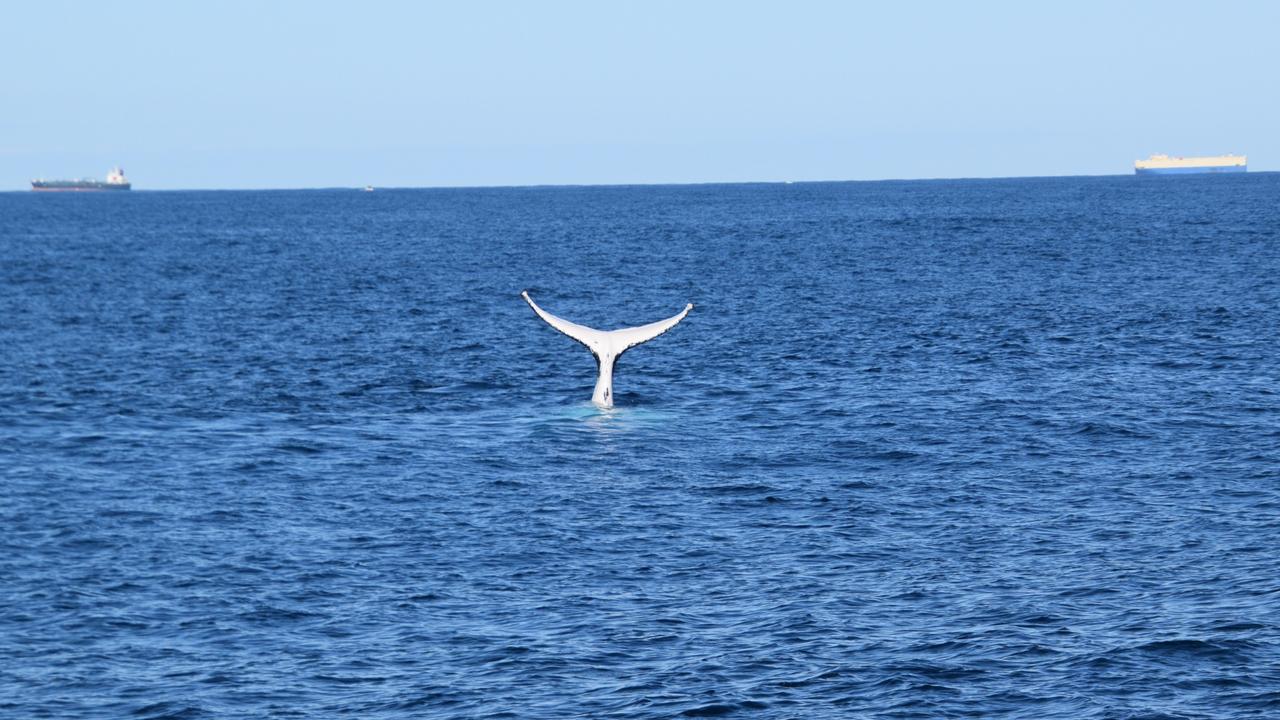 Sunreef Mooloolaba whale watching boats have seen the mammals tail sailing four times this season. Picture: Sunreef Mooloolaba