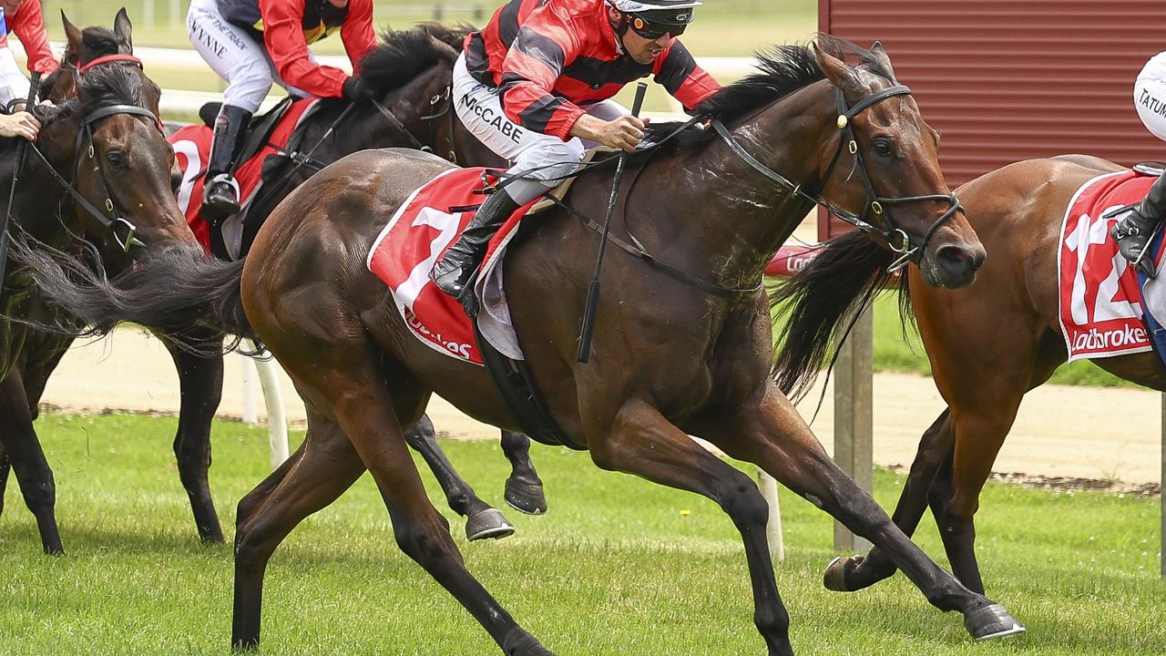 Naughty Bennie can bounce back to winning ways when he heads to Pakenham on Thursday night. Picture: Racing Photos) .