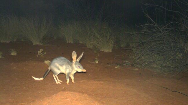 Bilby caught on motion sensor. Picture: Supplied