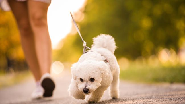 Esplanade scuffle leads to assault and animal cruelty charges. Picture: File photo.