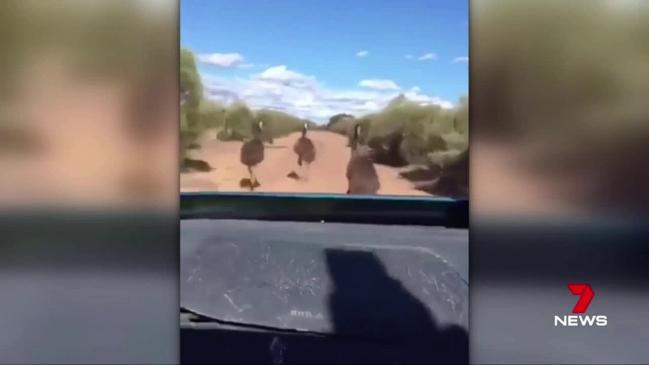 Dashcam footage in WA of emus reportedly being run over. 