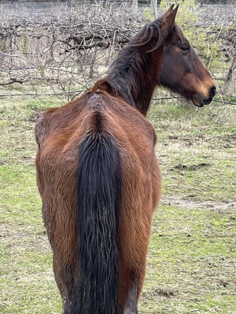 An emaciated horse found by trainer Gemma Rielly near Wangaratta - Picture: Gemma Rielly instagram.