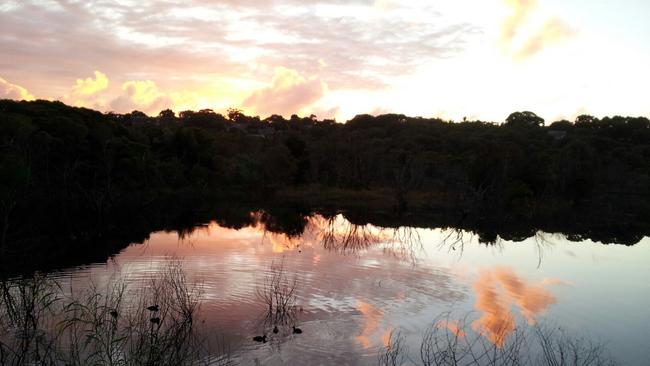 The Randwick Environment is home to the ESBS habitat. Park by Photo: Carol Co.