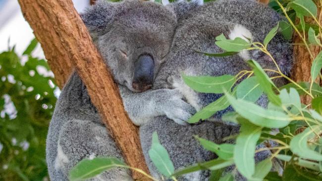 Research conducted by Griffith University showed koalas in captivity liked interacting with visitors, showing signs of stress when they weren’t any visitors around. Picture: Lone Pine Koala Sanctuary