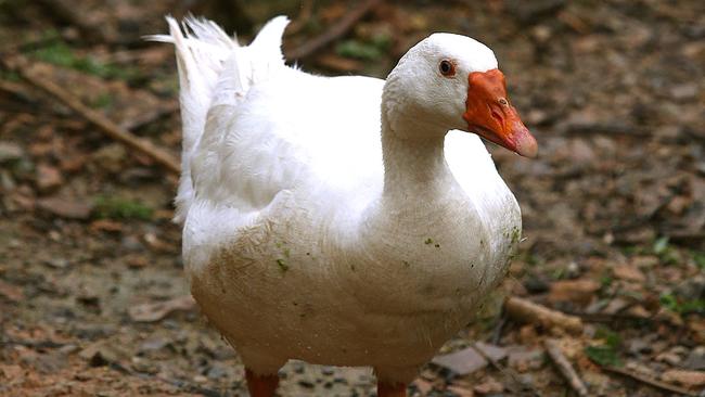 Plans for an extra carpark at Bernie Mullane Sports Complex have been reconfigured to keep the dam and Bernie the goose where they belong. Picture: Carmela Roche