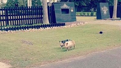 Pigs roaming a Hope Island street today. Picture: Dean Shelton.