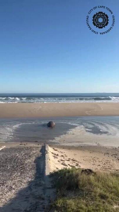 Cape Town's 'Beloved' Roaming Elephant Seal Returns Safely to Sea