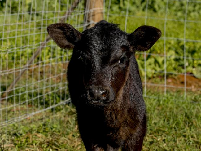 Visitors can meet Chickpea the black angus calf and other farm residents when dropping in. Picture: Jerad Williams