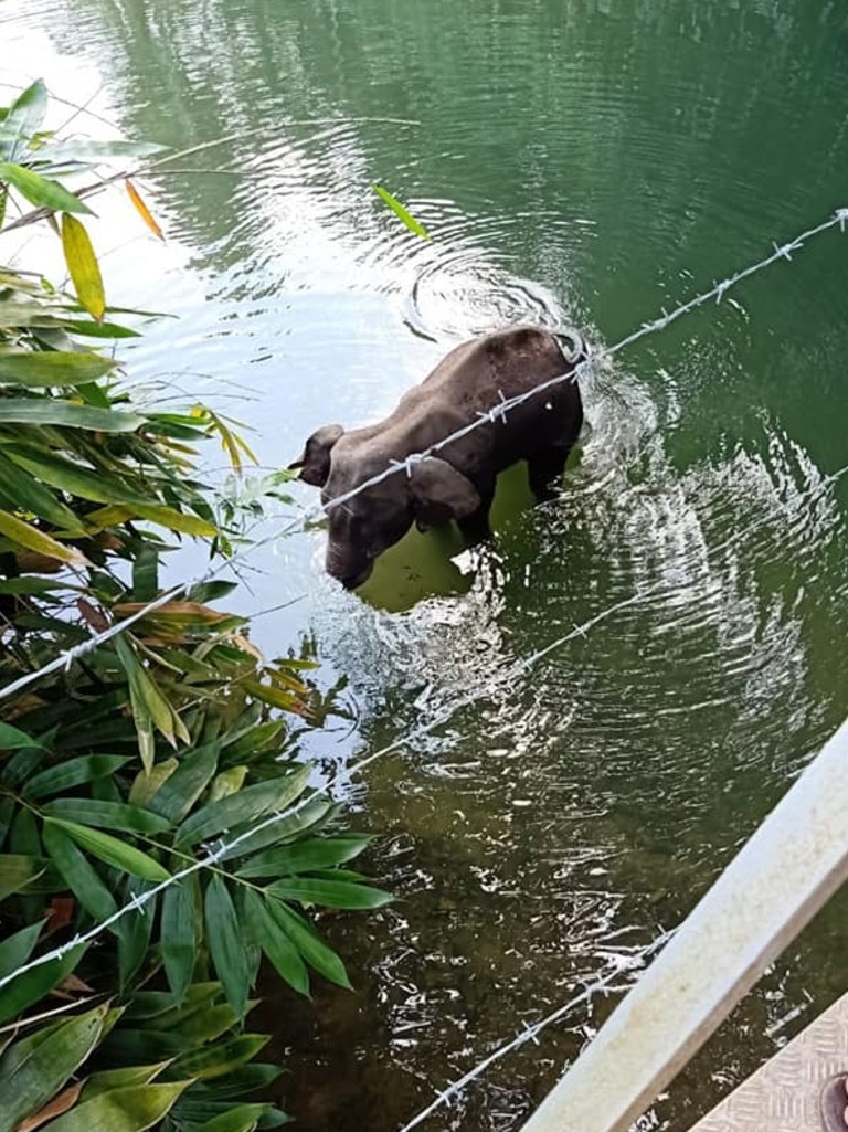 She was around 15 years old. Picture: Mohan Krishnan/Facebook