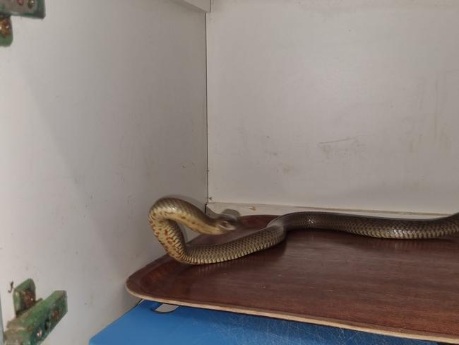 Snake catcher Steve Morrow found a 4ft Eastern Brown Snake at a Mildura primary school last week