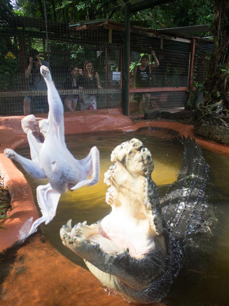 Cassius was approximately 120 years old. Photo: Marineland Melanesia