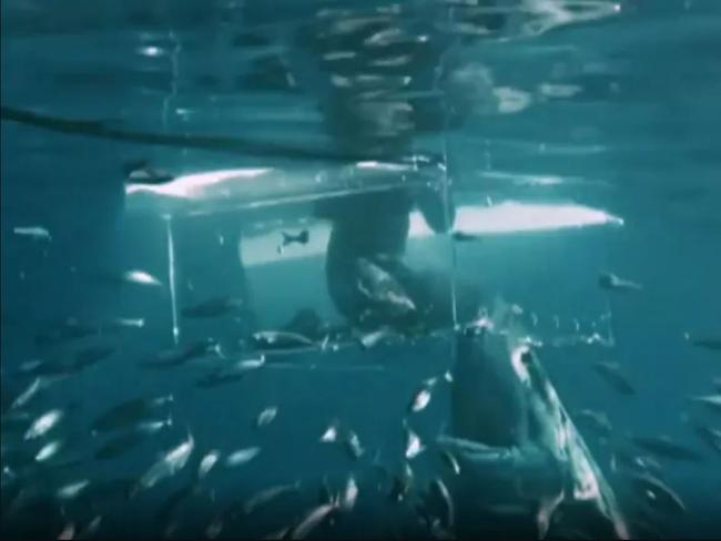 Horror moment shark breaks open cage