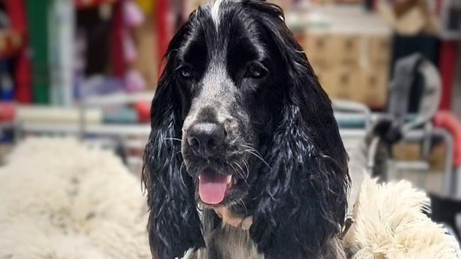 Evie the cocker spaniel died after being mauled at a pet boarding facility in the Darwin rural area. Her owner has launched Evies Bark, a petition calling for urgent regulation and safer standards in the pet boarding industry in the NT. Picture: Supplied.