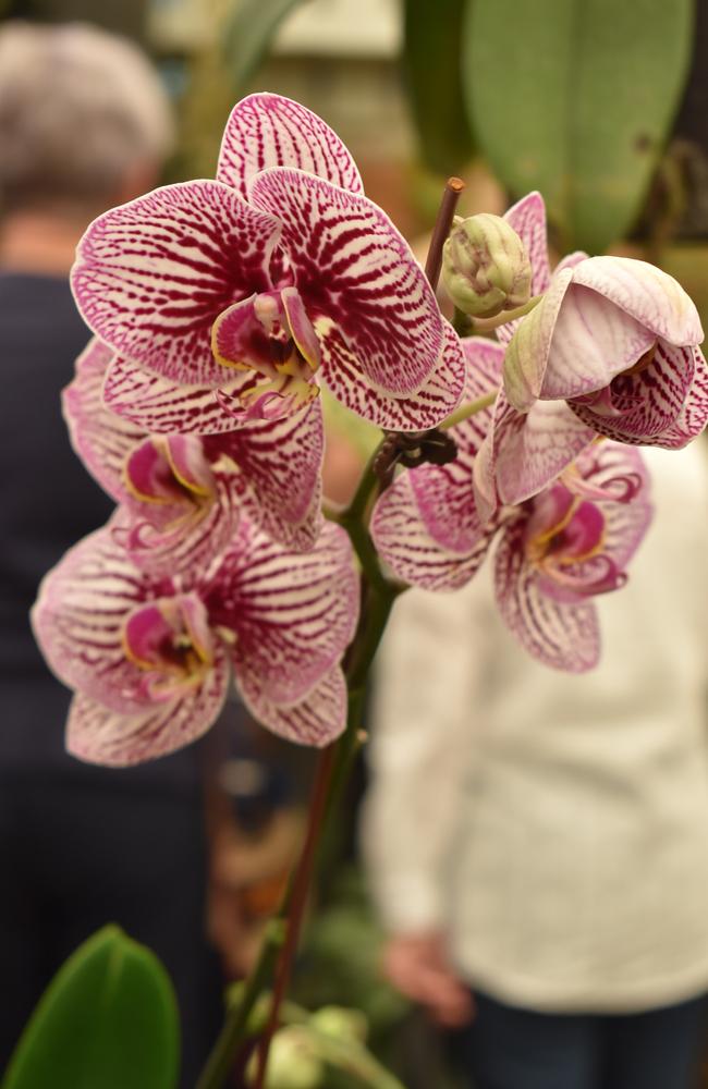 A Phalaenopsis Fuller's Black Mask orchid. Photo: Janessa Ekert