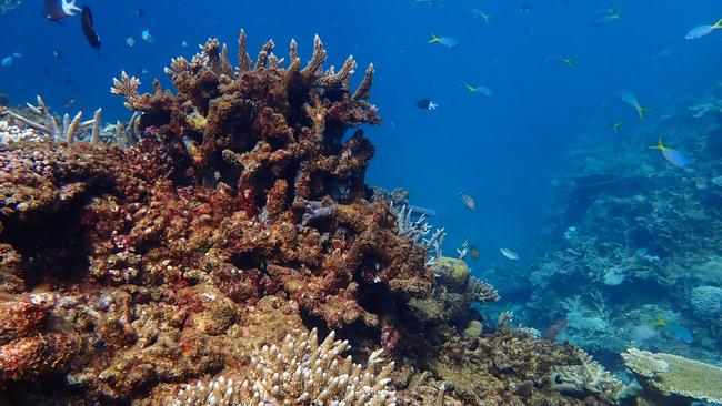 Scientists have detected a wider spread of bleaching than ever before. Picture: Australian Institute of Marine Science