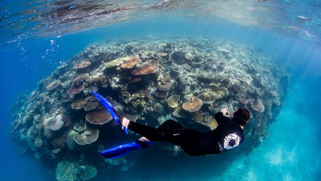 Diving for the Census will continue until the end of January. Picture: Nicole McLachlan