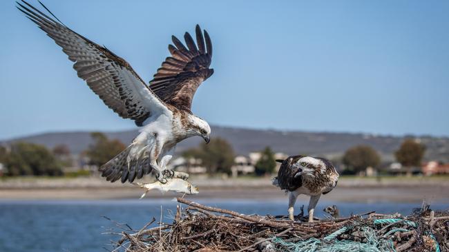 The male eastern osprey returns to his nest with a fish. Picture: Take 2 Photography