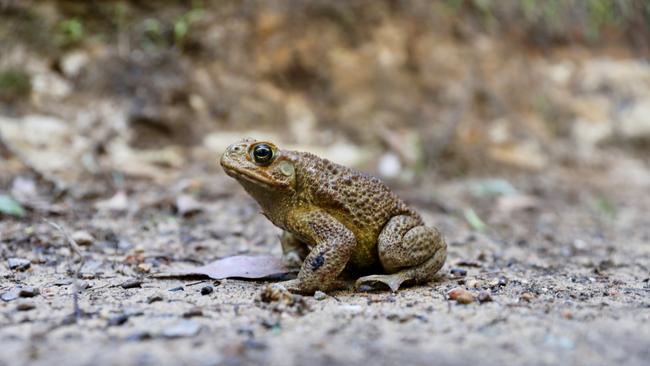 A cane toad found at a farm on New South Wales’ Central Coast.