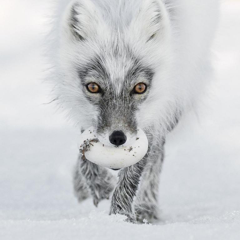 Wildlife Photographer of the Year: Arctic treasure Sergey Gorshkov, Russia Finalist 2017, Animal Portraits Carrying its trophy from a raid on a snow goose nest, an Arctic fox heads for a suitable burial spot. This is June and bonanza time for the foxes of Wrangel Island in the Russian Far East. Lemmings are the basic diet for Arctic foxes, but Wrangel suffers long, harsh winters and is ice‑bound for much of the year, making it a permanent source of stored food for these opportunist animals. The food convoys arrive at the end of May. Over just a few days, vast flocks of snow geese descend on the tundra of this remote UNESCO World Heritage Site, travelling from wintering grounds some 4,800 kilometres (3,000 miles) away in British Columbia and California. Not only is this the biggest breeding colony of snow geese in the world, and the only remaining one in Asia, but it is also growing: from 160,000 geese in 2011 to about 300,000 by 2016. The Arctic foxes catch any weak or sick birds, but what they feast on are the goose eggs, laid in early June in open nests on the tundra. Though the pairs of snow geese actively defend their nests, a fox may still manage to steal up to 40 eggs a day, harassing the geese until there’s a chance to nip in and grab an egg. Most of the eggs are then cached, buried in shallow holes in the tundra, where the soil stays as cold as a refrigerator. These eggs will remain edible long after the brief Arctic summer is over and the geese have migrated south again. And when the new generation of young foxes begins to explore, they too will benefit from the hidden treasures.