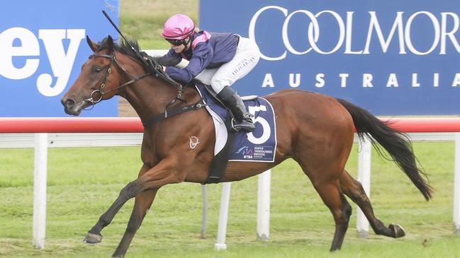 Magic Stalker cam bring up the hat-trick when he heads to Kembla. Picture: Bradley Photos