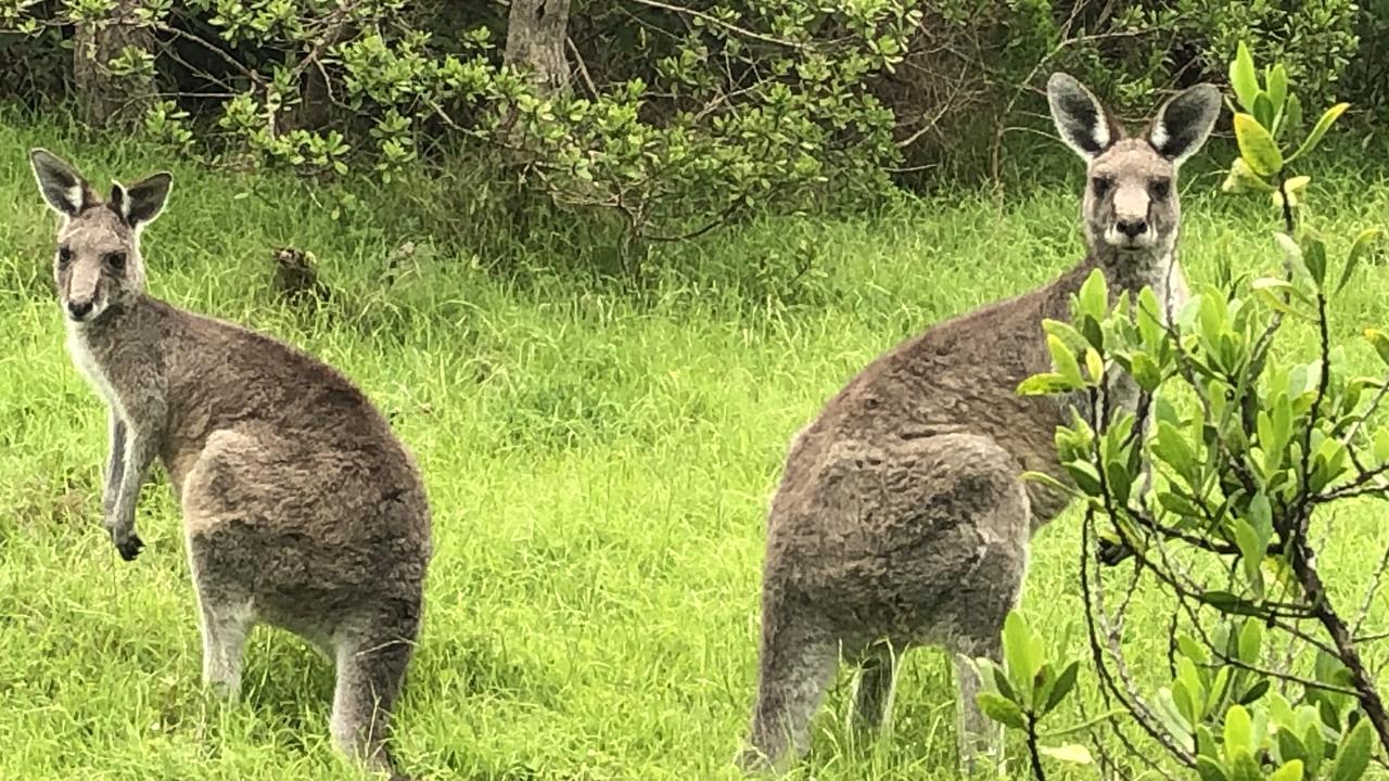 Victoria’s kangaroo population explodes over commerical shooter quota ...