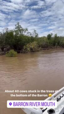 Dead cows strewn across Barron River banks in the aftermath of FNQ floods