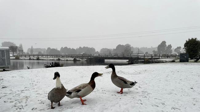 Lovely weather for ducks: Waratah blanketed in snow on September 14 2024. Picture: Judi Hunter