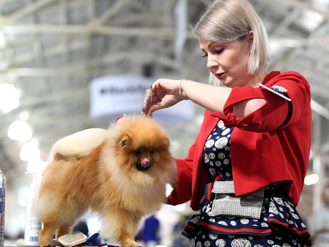 Crystal Cruz prepares her pomeranian for competition. Picture: Julian Smith, AAP