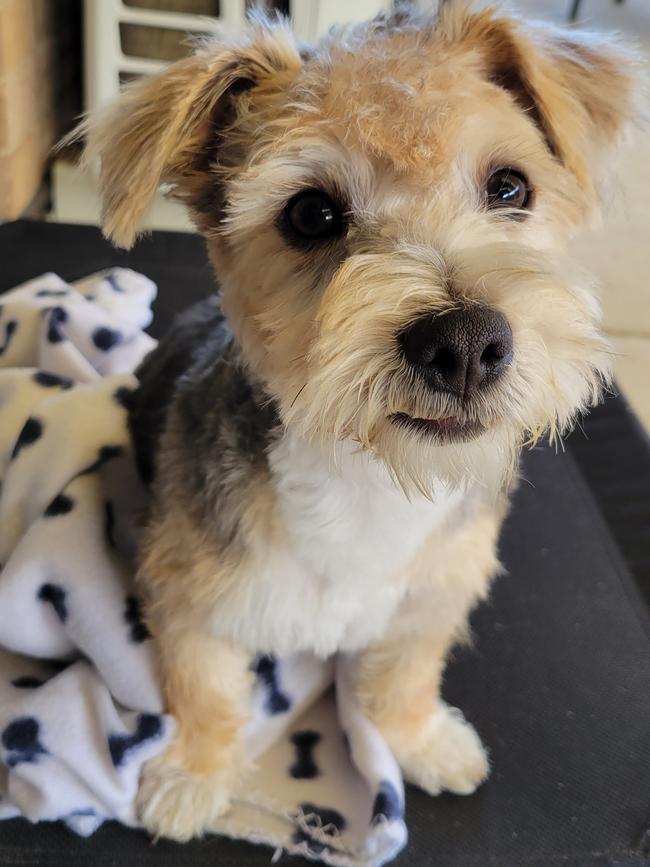 Lucky, sent in by Jess Smith, Murray Bridge.