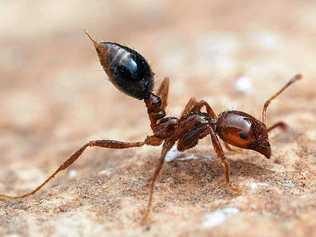 A Fire Ant with stinger bared. Picture: Dep. Agriculture & Fisheries