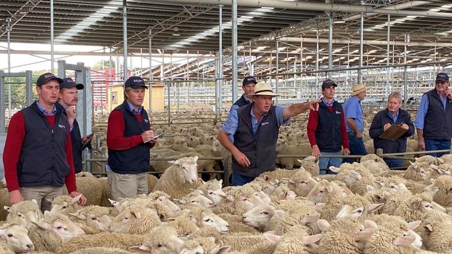 Hamilton Regional Livestock Exchange yarded a staggering amount of lambs last week, more than 100,000. Picture: Supplied.