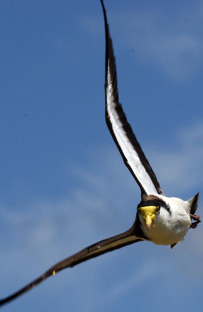 A native masked lapwing swoops people who dare to venture near their eggs or chicks.