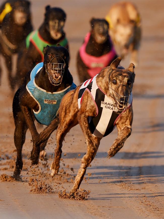 The recent NSW government report was damming of the state’s greyhound industry, finding up to 20 per cent of trainers engaged in livebaiting.