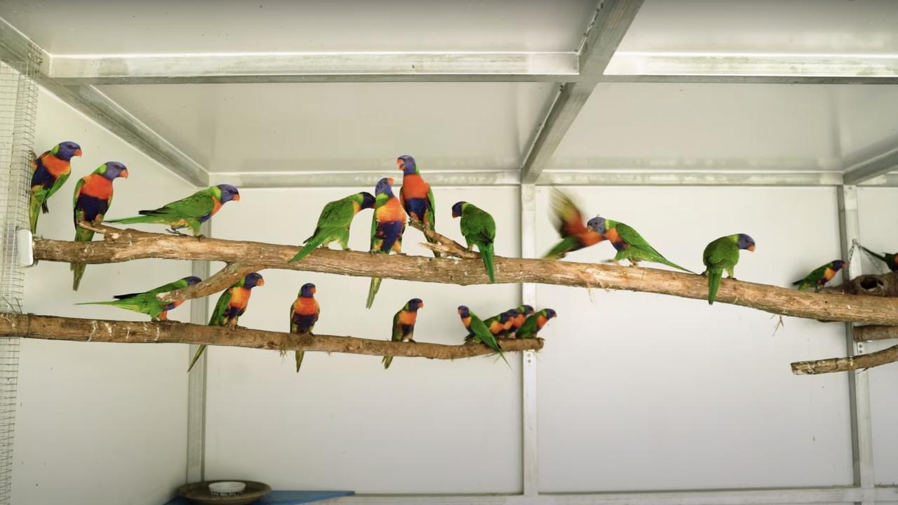 Hundreds of birds are affected each year. Picture: RSPCA Queensland.