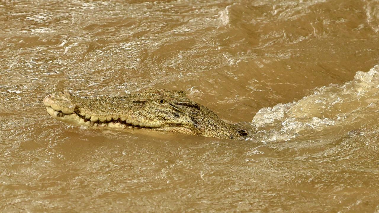 Croc in Palm Creek in centre of Ingham. Picture: Evan Morgan