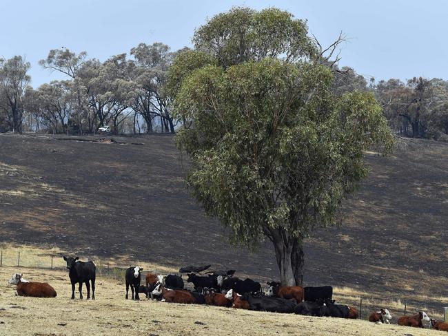 This photo taken on January 8, 2020 shows animals on a farm that survived bushfires in Batlow, in Australia's New South Wales state. - Batlow has become one of the faces of the destruction wrought by the unprecedented disaster, which also hit areas usually untouched with Australia's summer fires, when shocking images of dead livestock along a road was shared by the national broadcaster ABC. (Photo by SAEED KHAN / AFP) / To go with AFP story Australia-fire-climate-environment, SCENE by Glenda KWEK