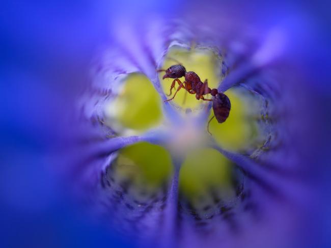 GDT Nature Photographer of the Year 2015... OTHER ANIMALS: 2nd Place - 'Ant in gentian' by Andreas Volz. A family hike at Blauberge, a mountain range of the Alpine foothills of Bavaria near the border with Tyrol. Picture: GDT / Gesellschaft Deutscher Tierfotografen