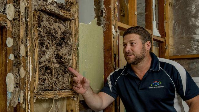 Managing director of Complete Termite Solutions Daniel Golin said an Elanora property purchased by a young Gold Coast couple was infested with termites. Picture: Jerad Williams