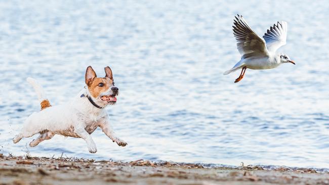 Critics of the off-leash beach trials say they will have a negative impact on wildlife. Picture: iStock