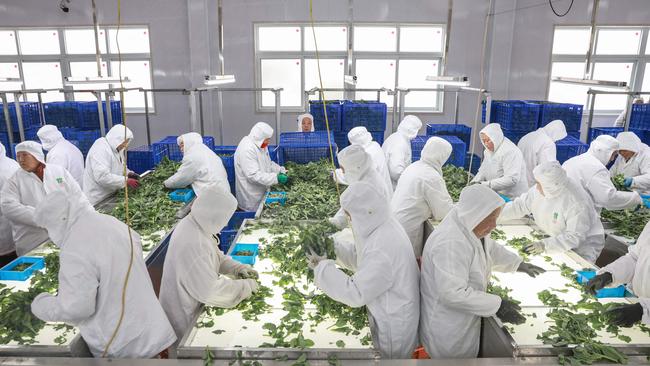 Employees selecting vegetables for exportation at a factory in eastern China's Jiangsu province. Picture: AFP