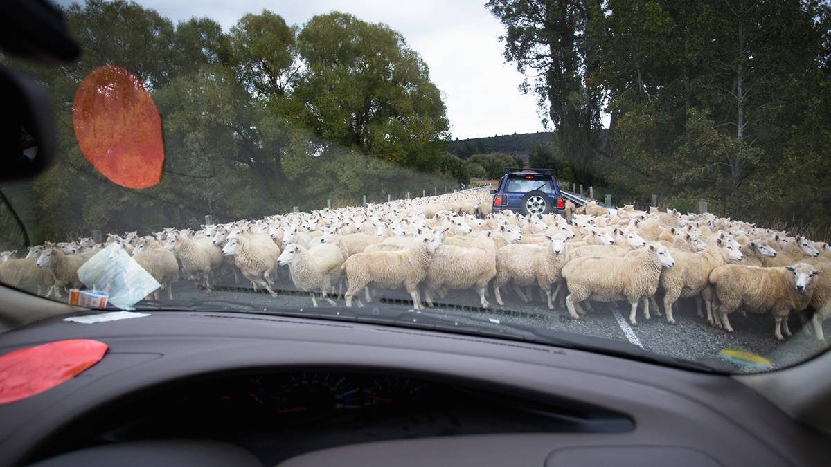 Unlike these Kiwi motorists, Aroa Biosurgery is in the fast lane with US sales. Pic via Getty.