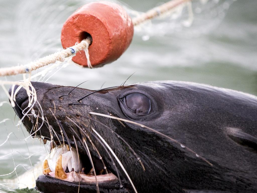 One of the estimated 300 seals residing near Meningie. Pictures: Matt Turner.