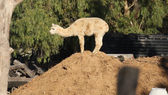 A witness hides out on a pile of dirt near the Bringelly property. Picture: John Grainger